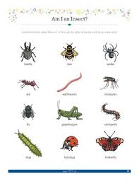 Small Crawling And Flying Animals Worksheets Teaching