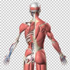 Want to learn more about it? Muscle Homo Sapiens Human Anatomy Human Back Png Clipart 3d Modeling Abdomen Anatomy Arm Back Free