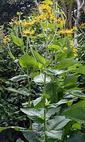 Image result for Inula
