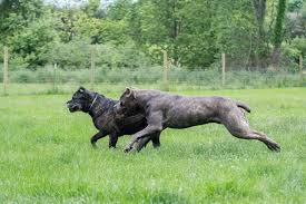 Cane corso dogs and puppies that are impossible to forget. Available Blue Brindle Male Corso 13 Alcor Cane Corso Facebook