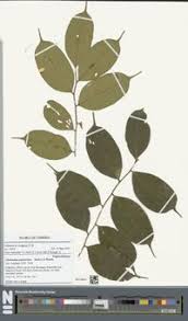 Image result for Cleistanthus polystachyus