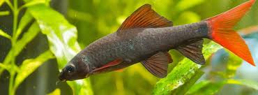 Rainbow Shark Care Guide Fact Sheet Breeding Behavior