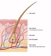 Sweat glands are classified according to two types: Improves Hair Follicle Health And Circulation Hair Science Hair Repair Balayage Technique