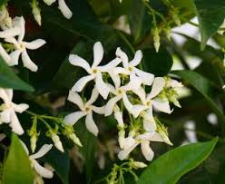 Compare prices & read reviews. Star Jasmine Planting Pruning And Care