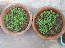 Maybe you would like to learn more about one of these? How To Grow Methi Organic Kitchen Gardening Container Gardening Terrace Gardening