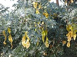 Image result for Albizia grandibracteata