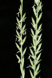 Image result for Leptochloa obtusiflora
