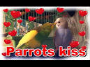 virtual villagers 2 parrots talking like humans cross