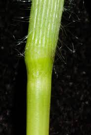 Image result for Digitaria velutina