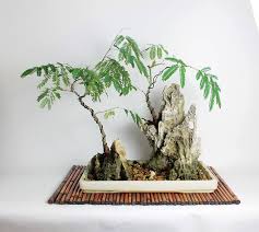 For pj and klites, it is about 15 mins drive? Acacia Bonsai Landscape Composition Penang Cultivated And Etsy Bonsai Bonsai Nursery Landscape