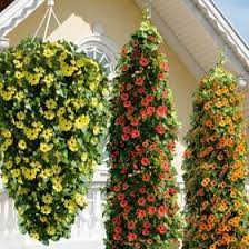 Black Eyed Susan Vine Thunbergia In Hanging Baskets So Lovely Hanging Plants Plants Hanging Plants Diy