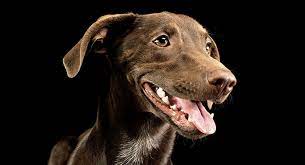 (so he is now about 10 wks old) his paws are huge! Weimaraner Lab Mix Your Complete Guide To The Labmaraner
