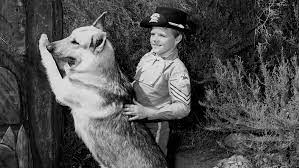 Aaker is best known for having starred alongside a german shepherd in the abc tv series the adventures of rin aaker also appeared in the 1952 film the atomic city, with barbara stanwyck in. 0r7p7tp Kqqmim