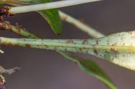 Image result for Elaphoglossum acrostichoides