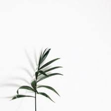  22 Ide Daun Monstera Daun Kertas Dinding Gambar