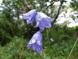 Harebells