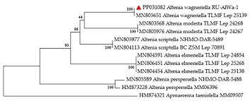 Image result for Altenia scriptella