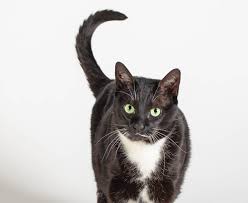 Search for other veterinary clinics & hospitals in san francisco on the real yellow pages®. Especially Cats Veterinary Hospital