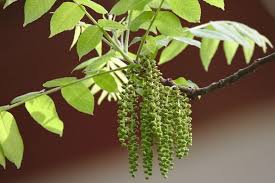Image result for Juglans