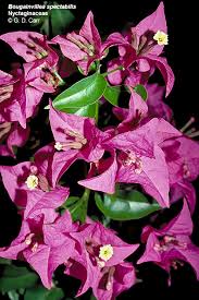 Image result for Nyctaginaceae