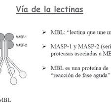 Te explicamos qué es la actitud, cómo se clasifica y por qué adoptamos distintas actitudes. Pdf Rol De La Lectina De Union A Manosa En Infecciones Parasitarias