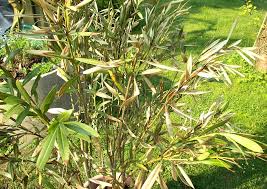 Den oleander im herbst schneiden den oleander im spätherbst schneiden. Oleander Erfroren Was Tun
