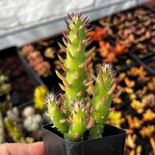 Image result for Austrocylindropuntia