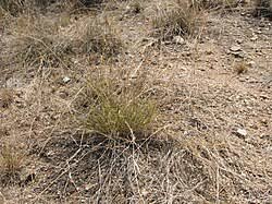 Image result for Eragrostis dinteri