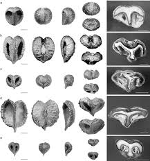 Image result for Ampelocissus obtusata