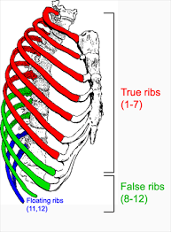 The vertebral attachment of rib 1 can be found just below the. The Thoracic Cage The Ribs And Sternum Human Anatomy And Physiology Lab Bsb 141