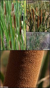 Image result for Typhaceae