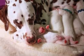 Free shipping on orders over $25 shipped by amazon. Liver Dalmatian With Her Newborn Litter Puppylitter Dalmation Puppy Spotty Dog Puppy Litter