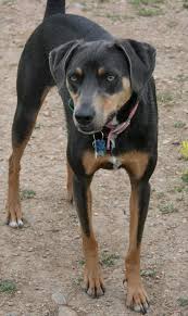 Black And Tan Catahoula Leopard Dog Blue Lacy Texas State Dog Catahoula Leopard Dog Dog Rules Blue Lacy Dog