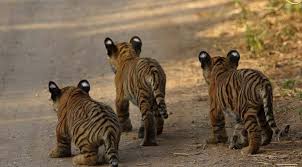 Facts and figures about ranthambore. Three Tiger Cubs Sighted In Ranthambore National Park Video