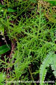 Image result for Lycopodiella cernua