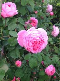 Rose Constance Spry David Austin Rores David Austin Roses Rose Austin Rose