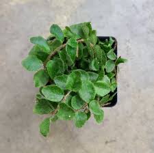 Image result for Microgramma