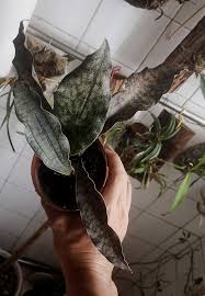 Image result for Vigna kirkii