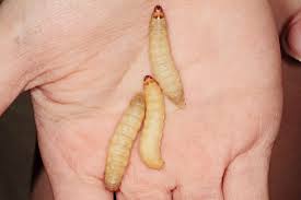 Answers to your pest control f frequently asked questions from graduate entomologists and pest control experts at hulett environmental services. Wax Worms Eat Plastic But Can They Clean Up Our Trash Pollution