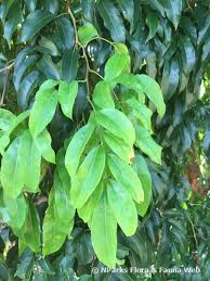 Image result for Dialium