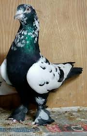 Pin By Blt Blt On Pidgoen Guvercin 2 Pet Pigeon Pigeon Pictures Beautiful Birds