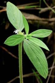 Image result for Spermacoce ocymoides