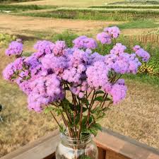 Image result for Ageratum