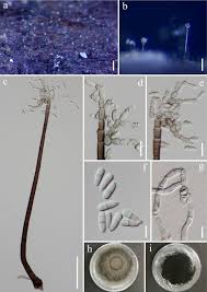 Visit our website to eqiup your business with a large format printer! Fungal Diversity Notes 1036 1150 Taxonomic And Phylogenetic Contributions On Genera And Species Of Fungal Taxa Springerlink