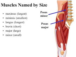 Most skeletal muscles have names that describe some feature of the muscle. A P The Muscular System Physiology Naming Physics Chapter Ppt Download