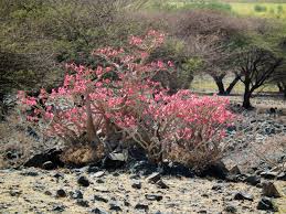 Maybe you would like to learn more about one of these? Como Cuidar La Rosa Del Desierto Jardineria On