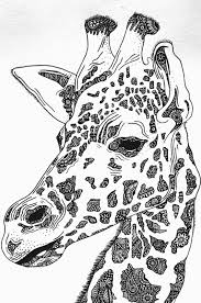 Giraffe Drawing Close Up Giraffe Art Animal Drawings Giraffe Coloring Pages