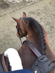 Epingle Par Meline Sur Equitation Cheval Passion Cheval Animaux