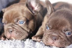 The cheapest offer starts at £1,100. French Bulldog Coat Colors Nw Frenchies Breeder In Washington State Northwest Frenchies