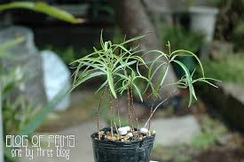 Image result for Stomatostemma